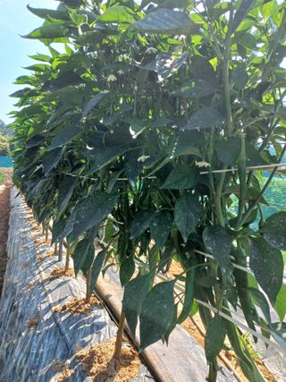 알 수 없음님의 고추 · 일상 작성글 사진