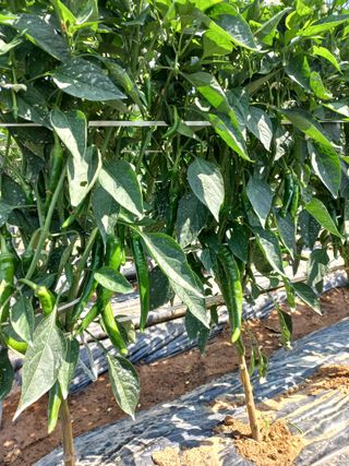 알 수 없음님의 고추 · 일상 작성글 사진