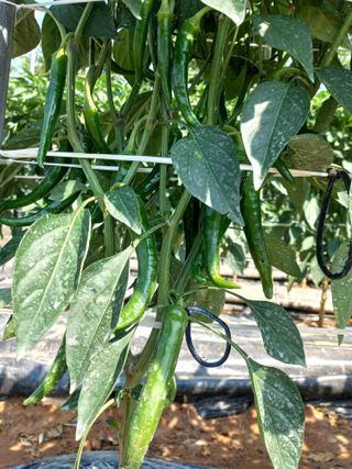 알 수 없음님의 고추 · 일상 작성글 사진