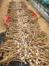 팜모닝 마늘·영농일지 게시글 이미지