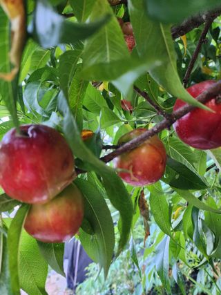 쏭이네농장(현자)님의 자유주제 · 자유게시판 작성글 사진