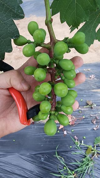 김영준님의 포도 · 영농일지 작성글 사진