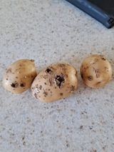 팜모닝 감자·병해충상담 게시글 이미지