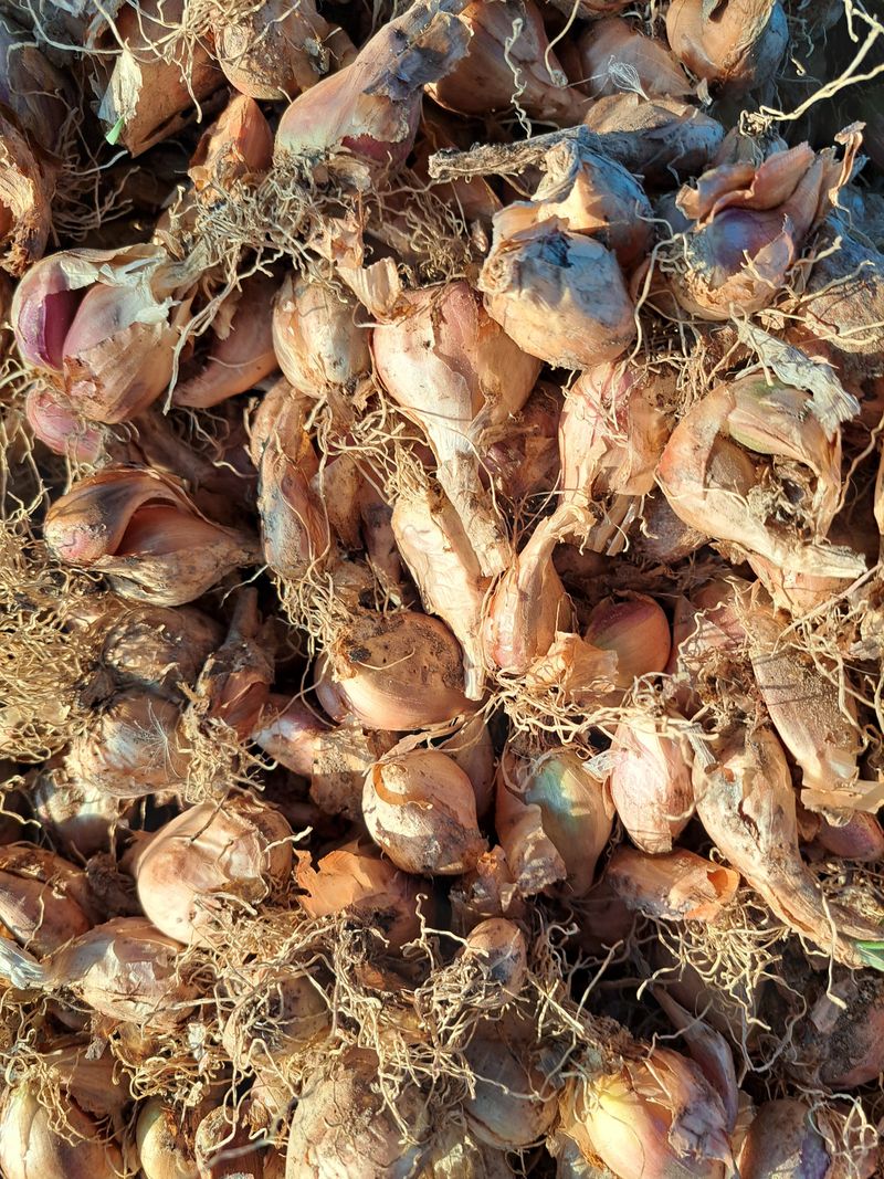 장터 상품 [쪽파 1kg] 썸네일