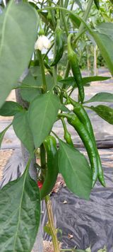 팜모닝 고추·병해충상담 게시글 이미지