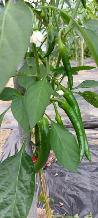 한마음농원님의 고추 · 병해충상담 작성글 사진