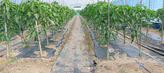 한마음농원님의 고추 · 병해충상담 작성글 사진