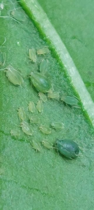 한마음농원님의 고추 · 병해충상담 작성글 사진