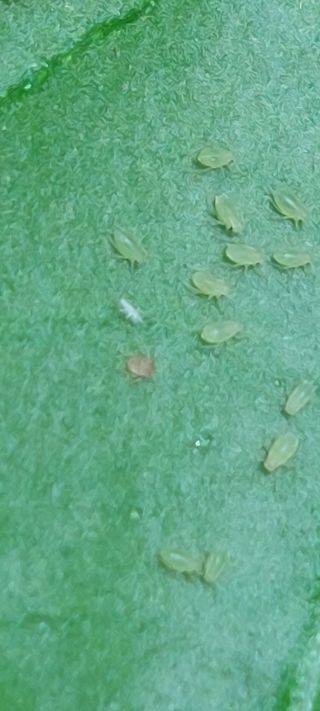 한마음농원님의 고추 · 병해충상담 작성글 사진