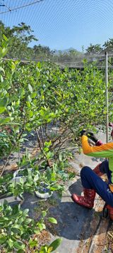 팜모닝 블루베리·자유게시판 게시글 이미지