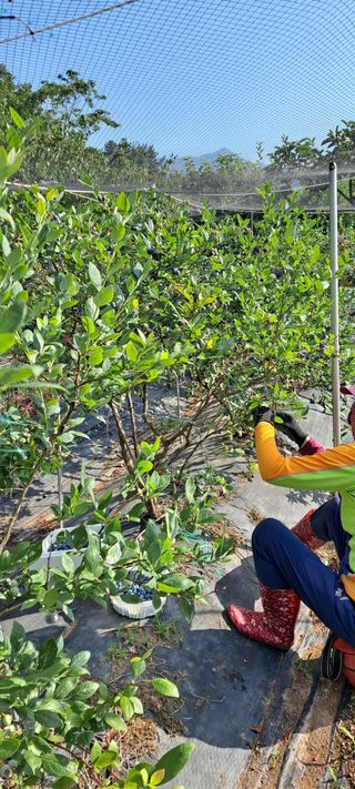 장준재님의 블루베리 · 자유게시판 작성글 사진