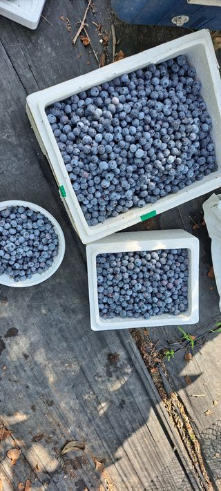 장준재님의 블루베리 · 자유게시판 작성글 사진