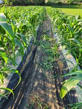 팜모닝 벼·영농일지 게시글 이미지