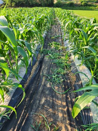 권지연.옥천.님의 벼 · 영농일지 작성글 사진