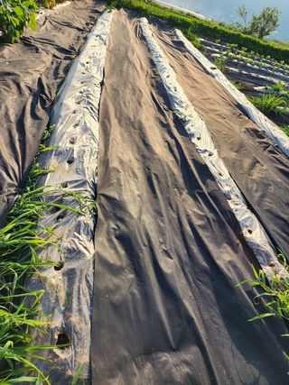 권지연.옥천.님의 벼 · 영농일지 작성글 사진