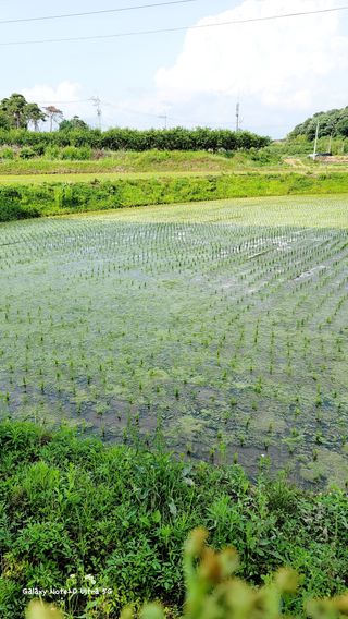 기원운님의 벼 · 자유게시판 작성글 사진