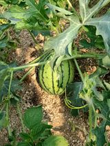 팜모닝 기타작물·자유게시판 게시글 이미지