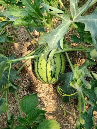 박정희님의 기타작물 · 자유게시판 작성글 사진