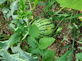 박정희님의 기타작물 · 자유게시판 작성글 사진