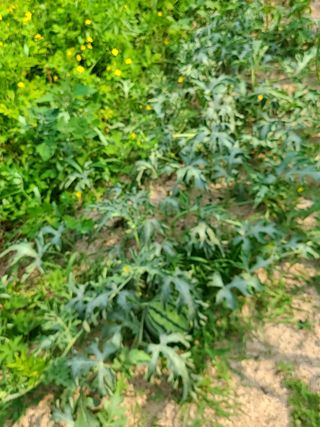 박정희님의 기타작물 · 자유게시판 작성글 사진