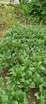 팜모닝 고추·병해충상담 게시글 이미지