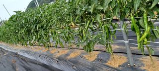 고추1964님의 고추 · 병해충상담 작성글 사진