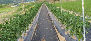 고추1964님의 고추 · 병해충상담 작성글 사진