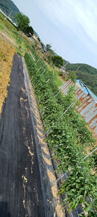 고추1964님의 고추 · 병해충상담 작성글 사진