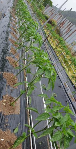 고추1964님의 고추 · 병해충상담 작성글 사진