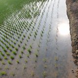 팜모닝 벼·병해충상담 게시글 이미지