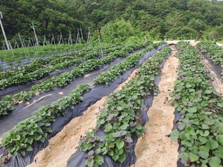 강정희님의 기타작물 · 자유게시판 작성글 사진