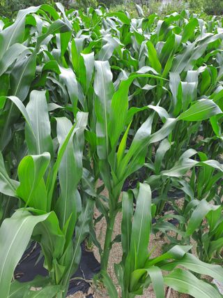 강정희님의 기타작물 · 자유게시판 작성글 사진