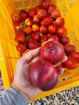 팜모닝 복숭아·영농일지 게시글 이미지