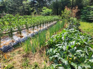 전병대님의 고추 · 지주설치•유인•성장 작성글 사진