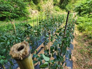전병대님의 고추 · 지주설치•유인•성장 작성글 사진