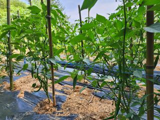 전병대님의 고추 · 지주설치•유인•성장 작성글 사진