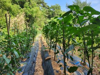 전병대님의 고추 · 지주설치•유인•성장 작성글 사진