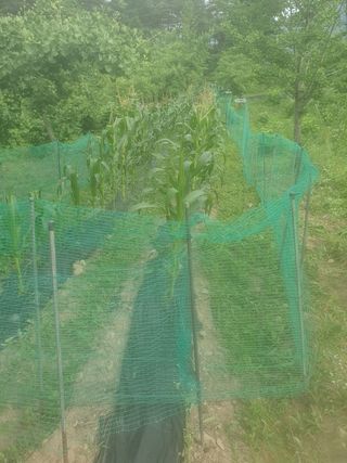 강릉농업귀신님의 두릅 · 영농일지 작성글 사진