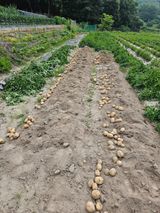 팜모닝 감자·자유게시판 게시글 이미지