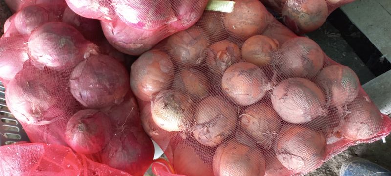 장터 상품 [양파 10Kg] 썸네일