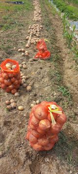 팜모닝 양파·영농일지 게시글 이미지