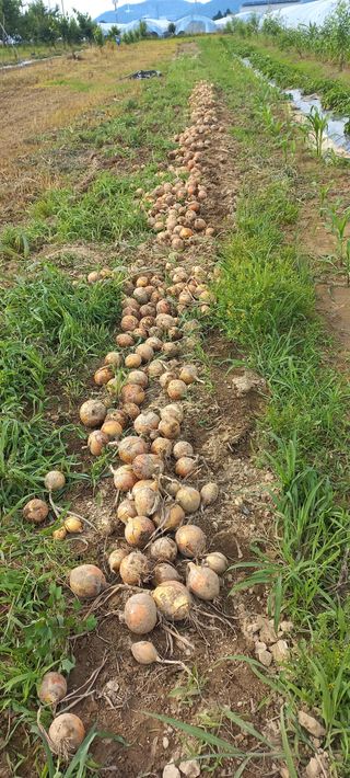 우포로찐님의 양파 · 영농일지 작성글 사진