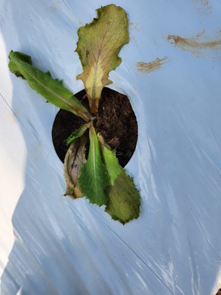 매실3398님의 상추 · 병해충상담 작성글 사진