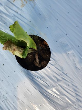 매실3398님의 상추 · 병해충상담 작성글 사진