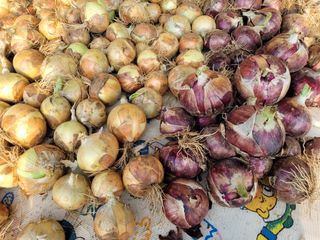 매실13966님의 양파 · 영농일지 작성글 사진