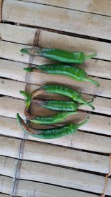 팜모닝 고추·병해충상담 게시글 이미지