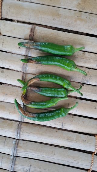 초보귀농자님의 고추 · 병해충상담 작성글 사진