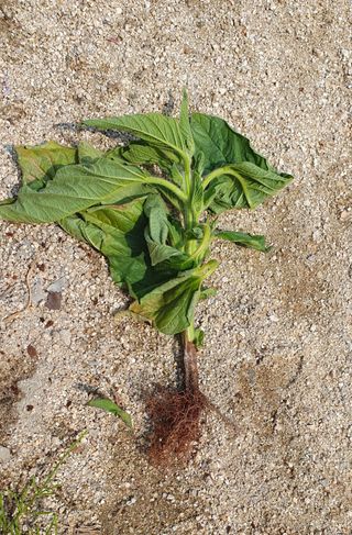 최고봉님최진홍님의 참깨 · 병해충상담 작성글 사진