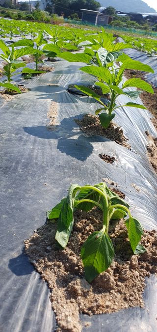 최고봉님최진홍님의 참깨 · 병해충상담 작성글 사진