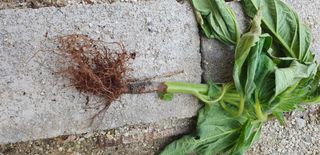 최고봉님최진홍님의 참깨 · 병해충상담 작성글 사진